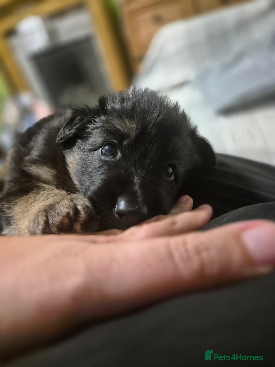 German Shepherd dogs for sale: Straight back German shepherd puppies for sale - Image 3