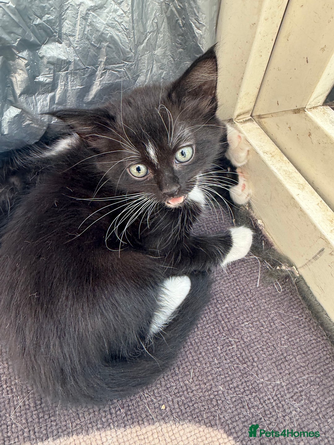 Korat cats for sale: KITTENS FOR FREE!!! NEED GONE ASAP! - Image 3