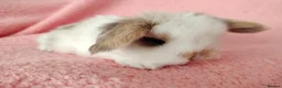 Mini Lop rabbits for sale: Baby mini lops for sale  - Advert 12