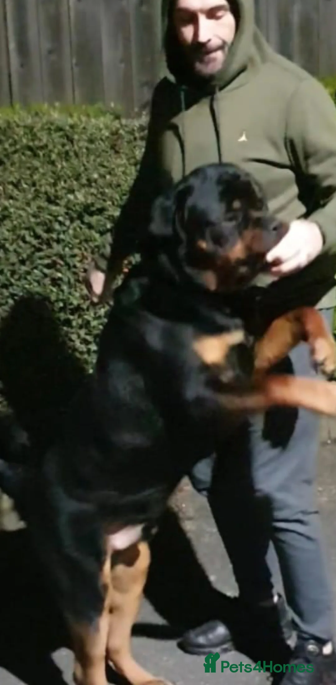 Rottweiler dogs for sale: Rotweiler - Advert 3