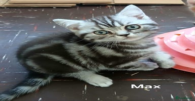 British Shorthair cats - Advert 1