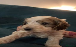 Cockapoo dogs for sale: Cockapoo puppies  - Image 11