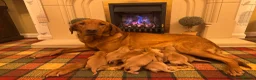 Labrador Retriever dogs for sale: Beautiful KC girl- health tested & superb pedigree - Advert 3