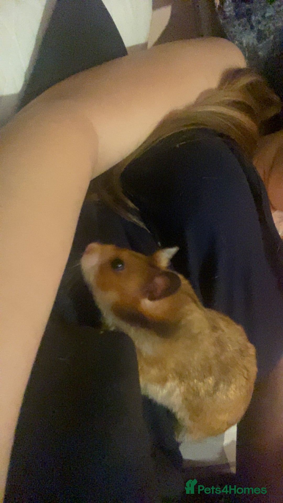 Hamster rodents for sale: !URGENT! Female Syrian hamster  - Image 2