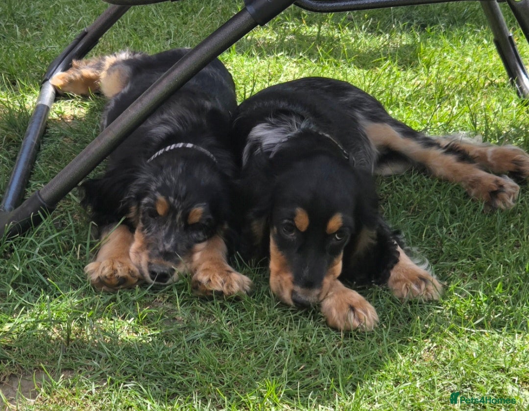 Cocker Spaniel dogs for sale: Brother and sister  in Rotherham - Advert 3