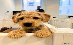 Labradoodle dogs for sale: One labradoodle girlLooking for her forever home  - Image 1
