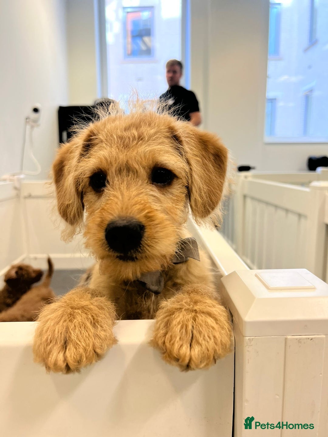 Labradoodle dogs for sale: One labradoodle girlLooking for her forever home  - Image 1