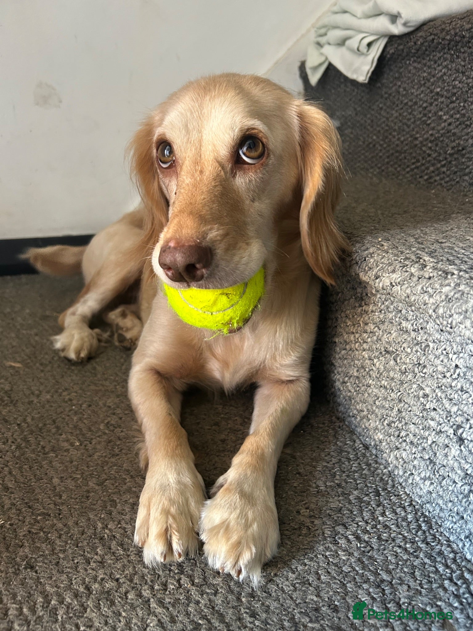 Cocker Spaniel dogs **ONE female pup remaining** - Advert 22