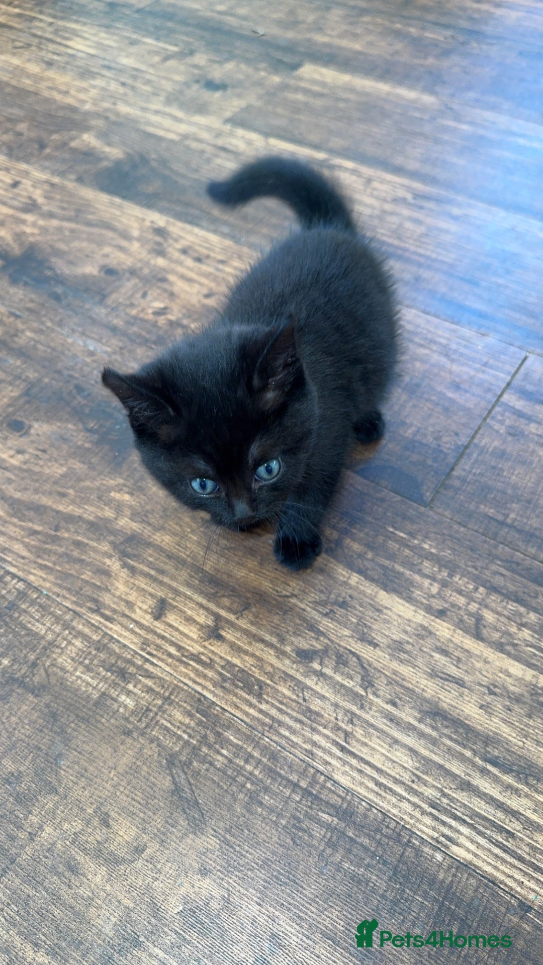 British Shorthair cats for sale: Baby kitten  - Advert 1