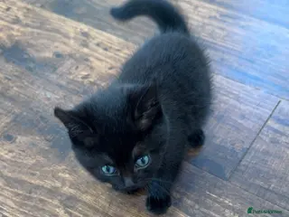 British Shorthair cats Baby kitten - Advert 6