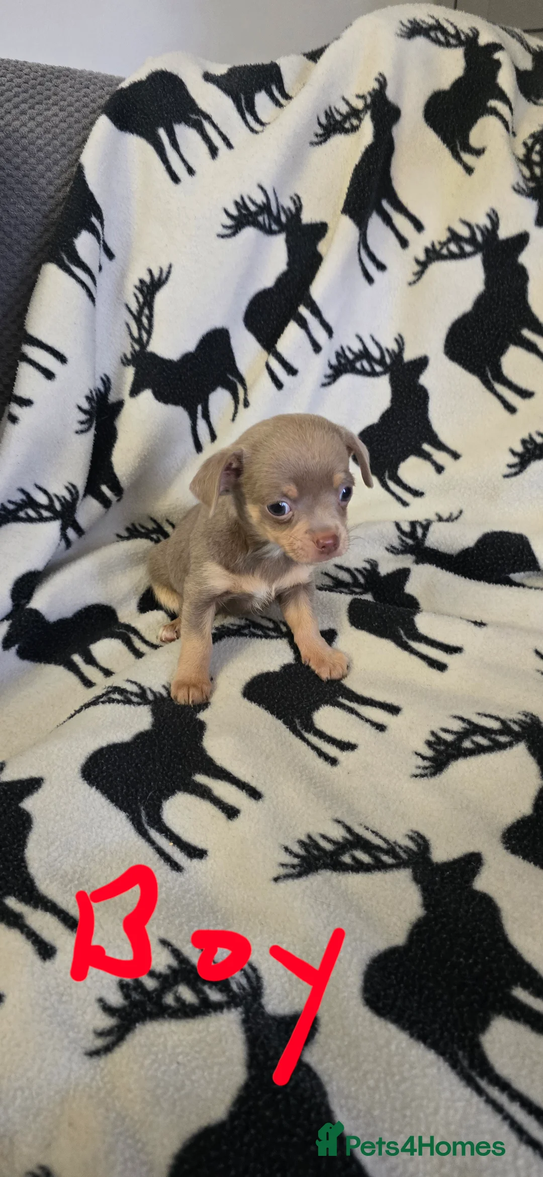 Chihuahua dogs for sale: Beautiful Chihuahua puppies  in Blackwood - Advert 16