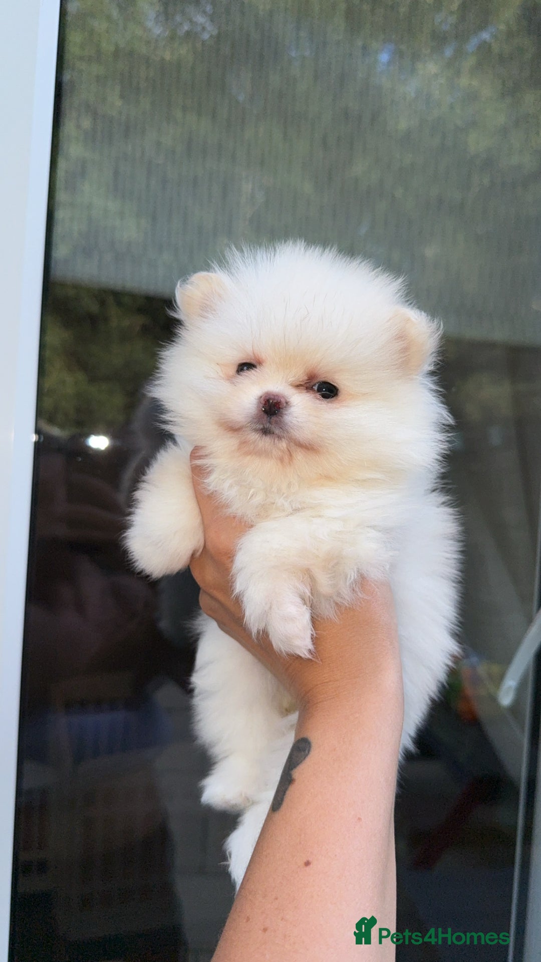 Pomeranian dogs for stud: Tiny Pomeranian (STUD USE ONLY) - Advert 10