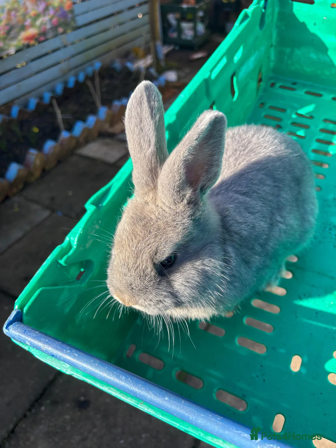 Lionhead rabbits for sale: Lion head bunnies for sale  - Advert 5