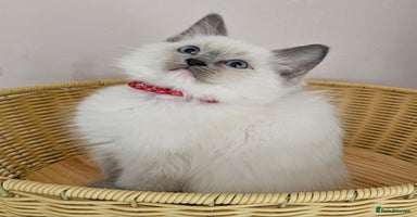 Ragdoll cats - Advert 5