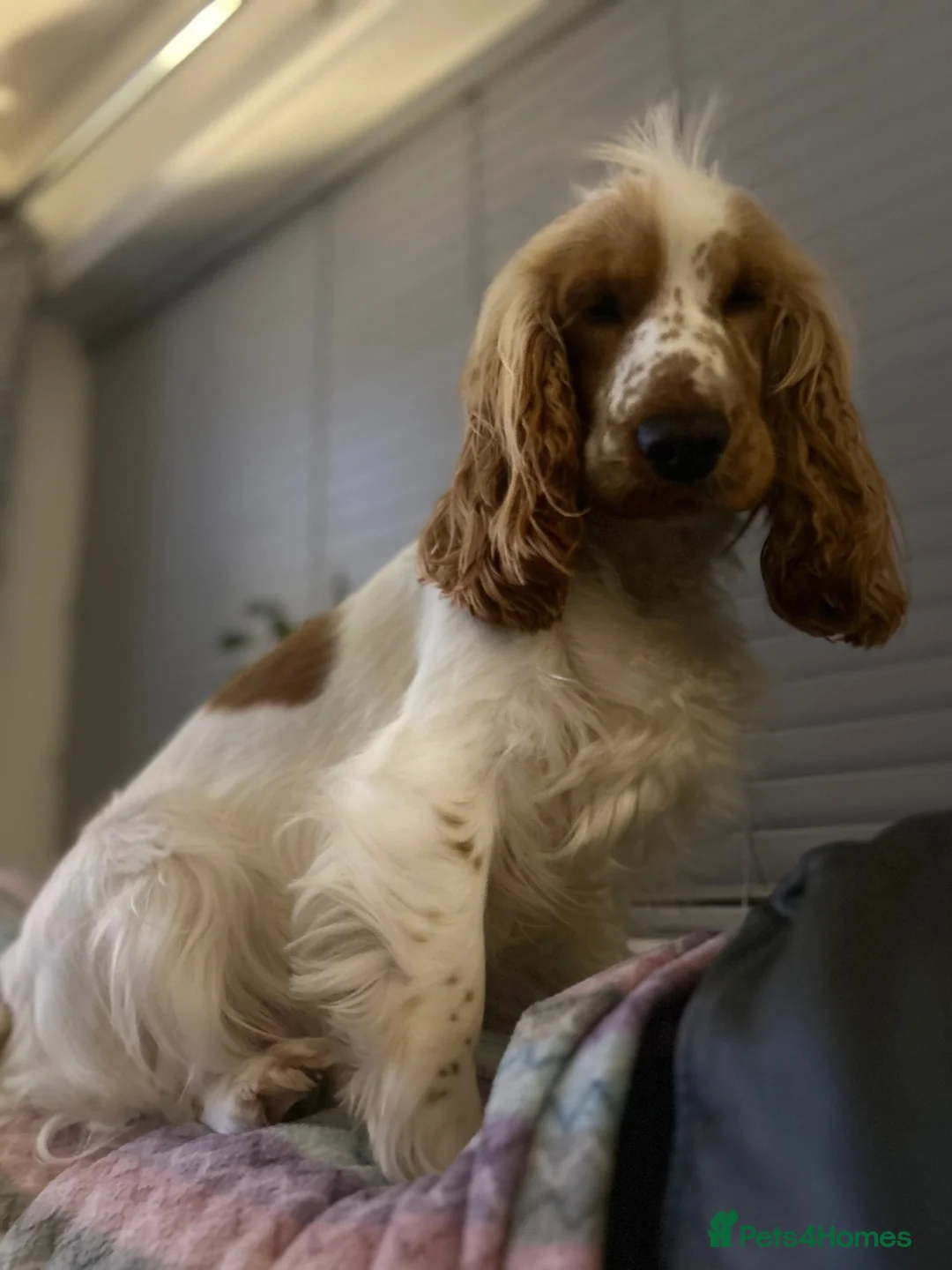 Cocker Spaniel dogs for stud: Stud cocker spaniel  in Liverpool - Advert 2