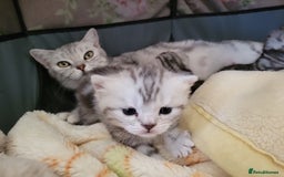 British Shorthair cats for sale: British Shorthair Silver Tabby  - Image 5