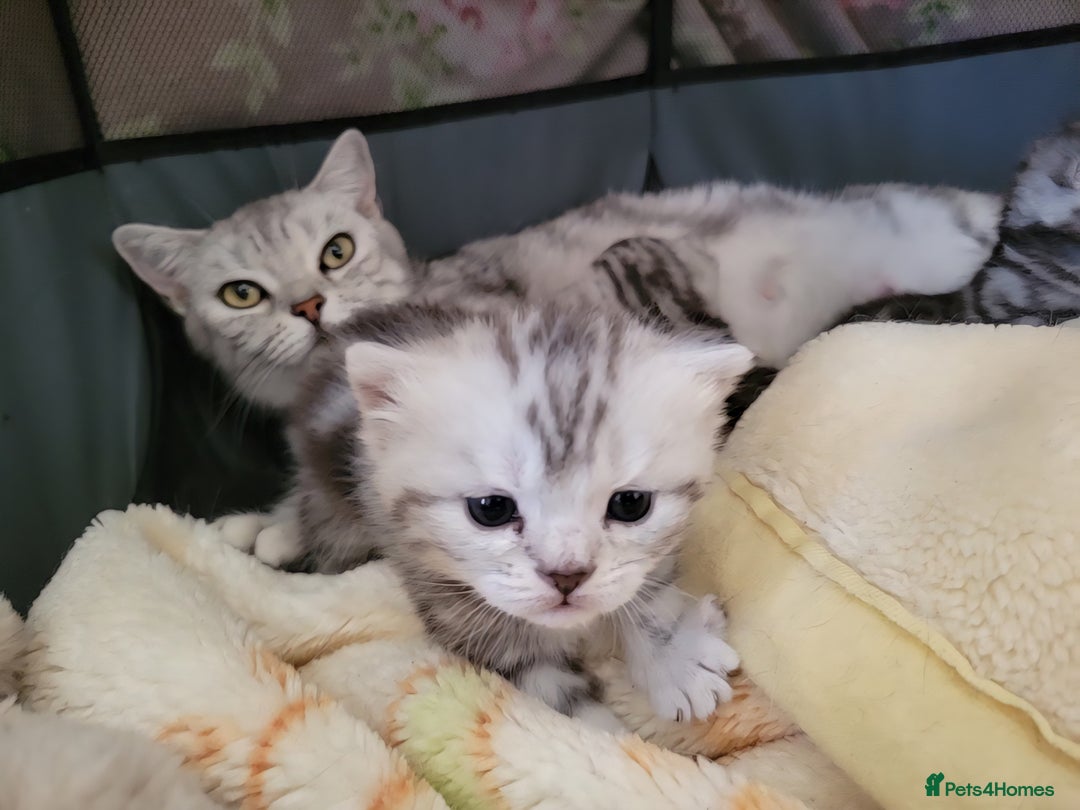 British Shorthair cats for sale: British Shorthair Silver Tabby  - Image 5