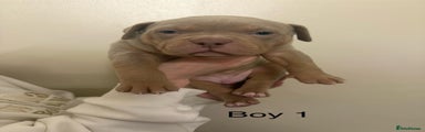 American Bully Puppy 1