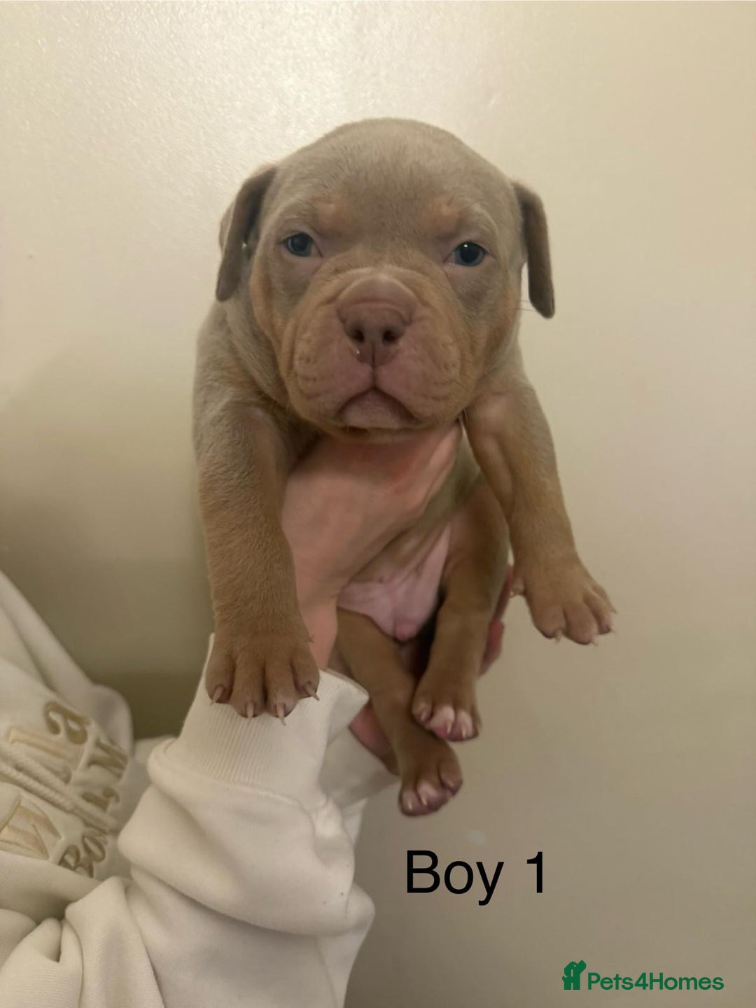 American Bully dogs for sale: Pocket bully pups - Advert 27