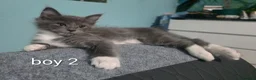 Ragcoon cats for sale: Beauty two boys looking for forever home - Advert 8