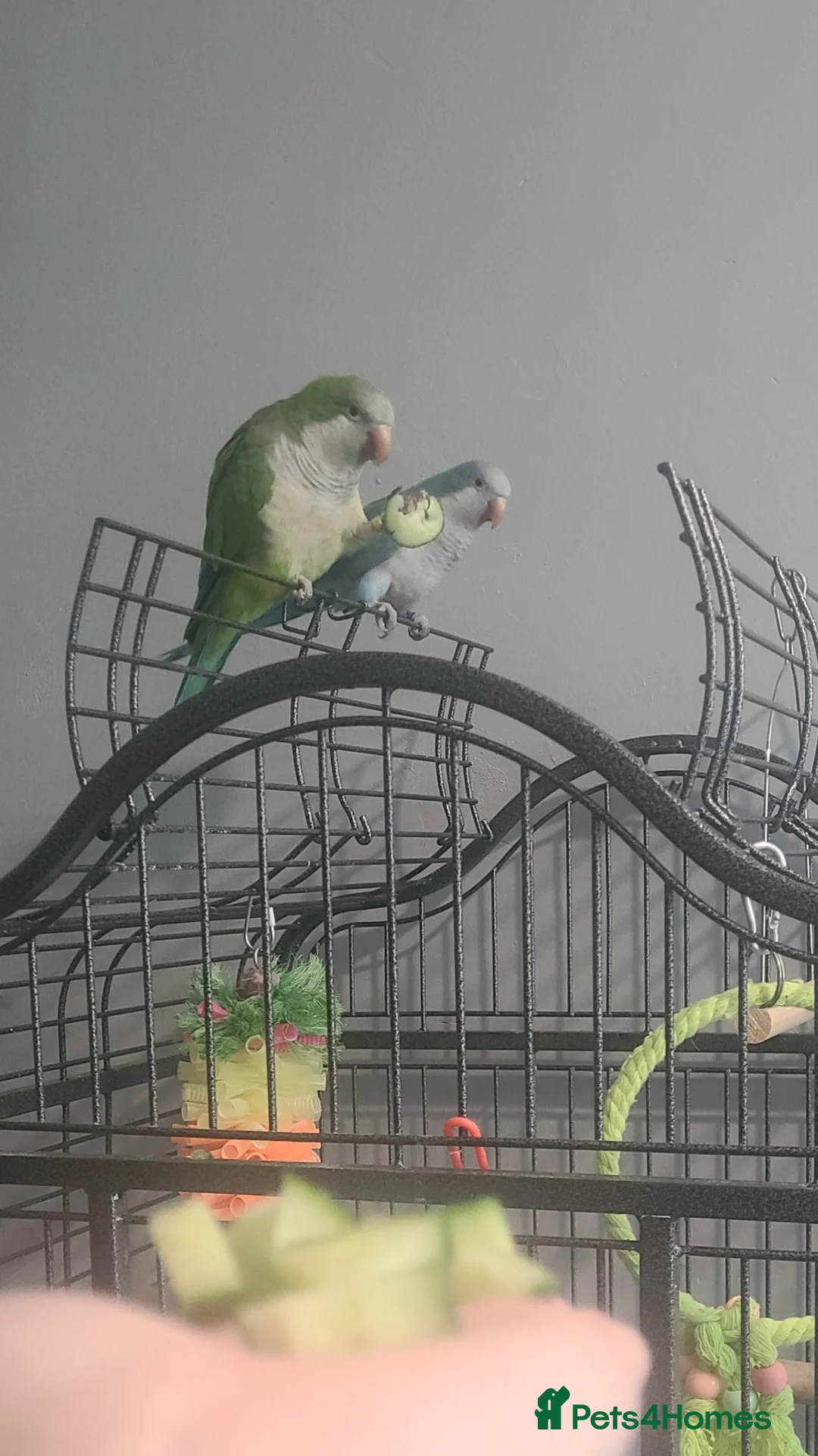 Parakeets birds for sale: Male and female quakers bonded pair  - Advert 1