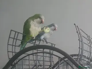 Parakeets birds Male and female quakers bonded pair - Advert 7