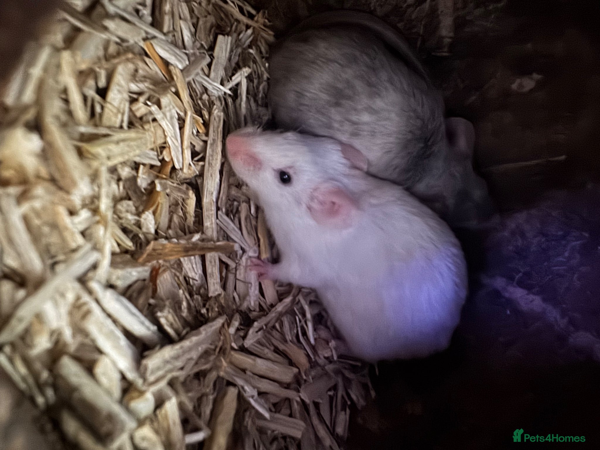 Mouse rodents selling 5 mice and bucatstate cage - Advert 1