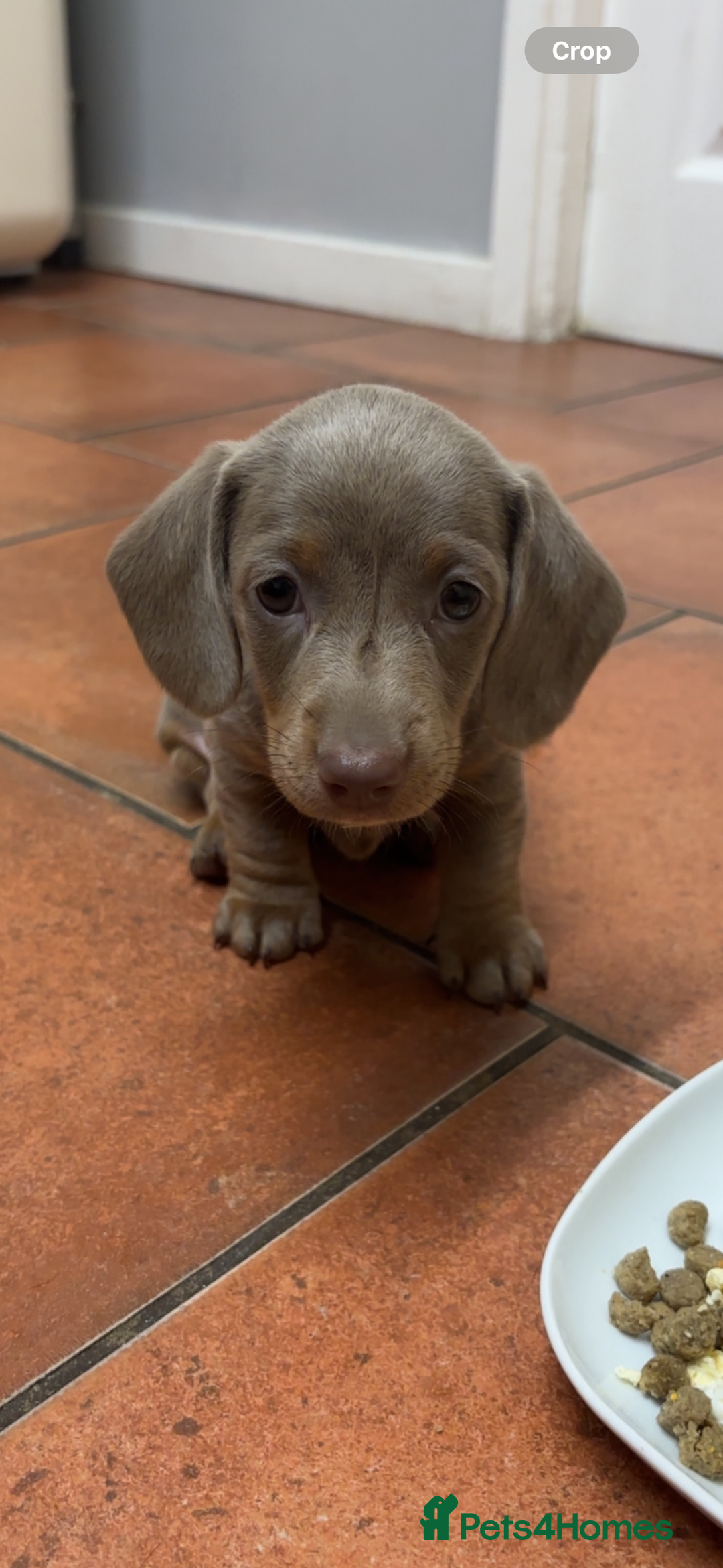 Miniature Dachshund dogs for sale: Isabella & tan Miniature dachshund  - Image 4