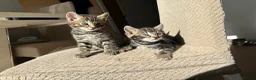 Bengal cats for sale: Stunning bengal kittens  - Advert 3