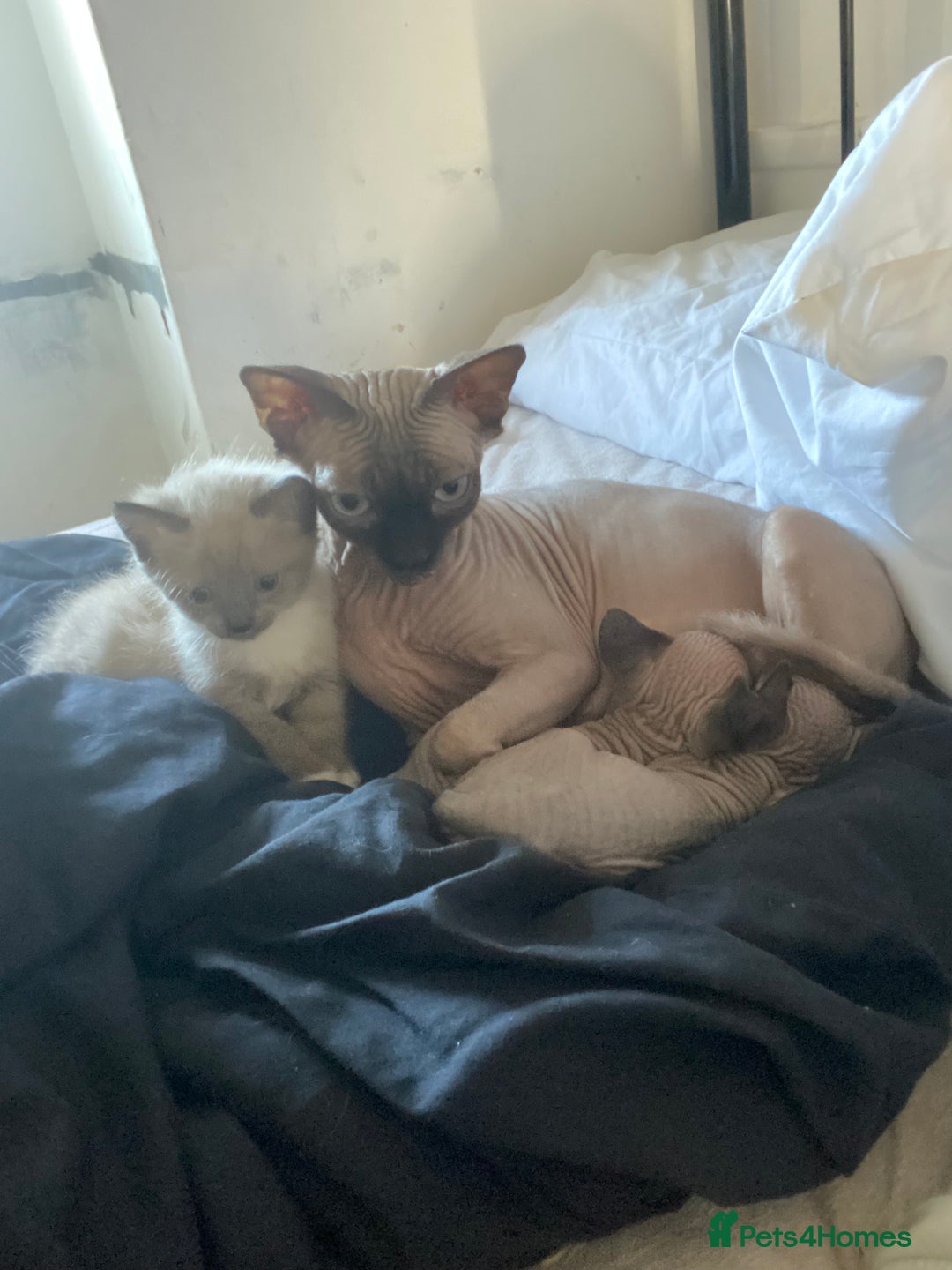 Mixed Breed cats for sale: Sphynx cross kittens  - Advert 11