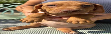 Rhodesian Ridgeback 3