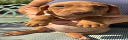 Rhodesian Ridgeback dogs for sale: Rhodesian Ridgeback puppies  - Advert 4
