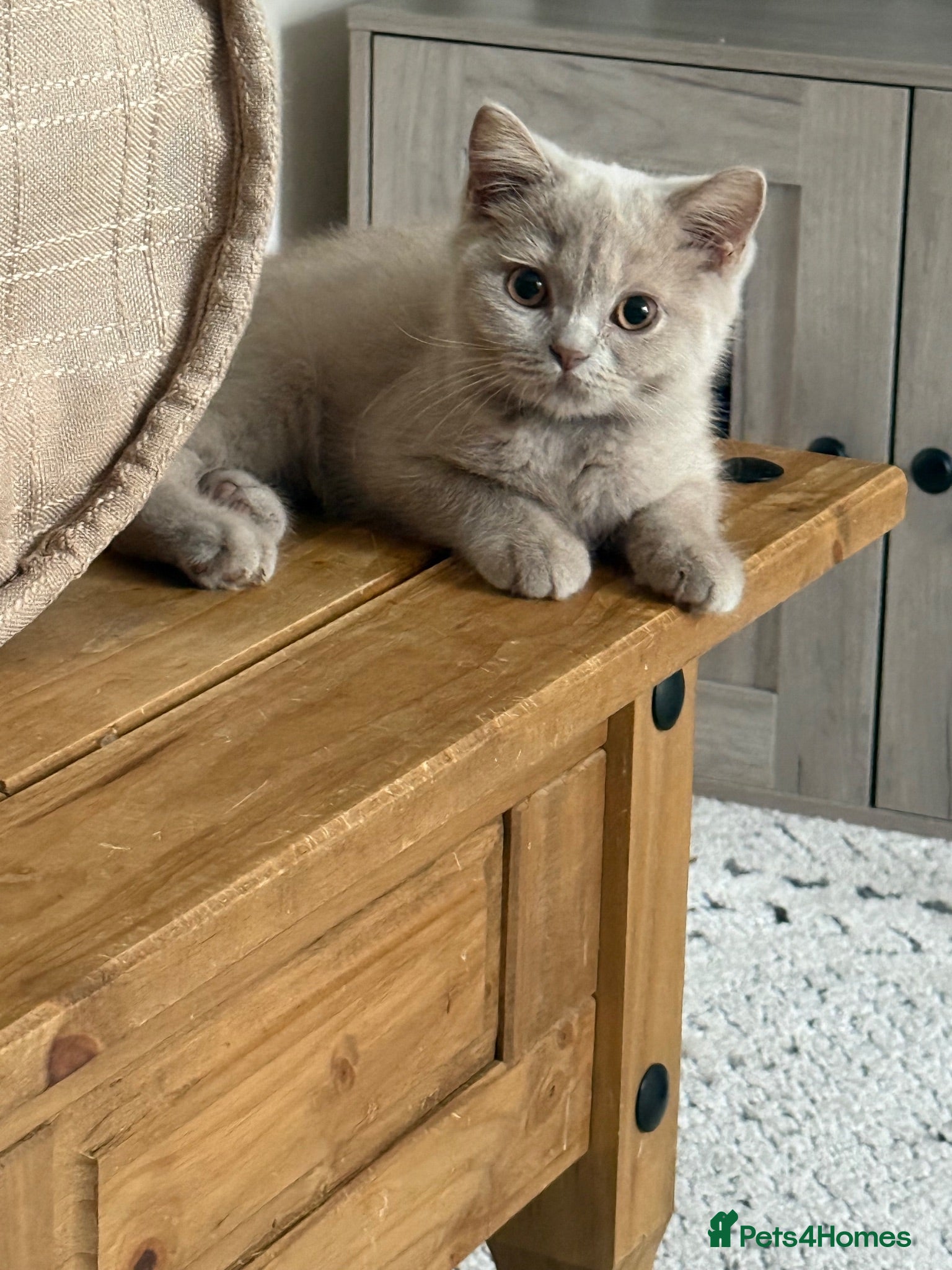 British Shorthair cats 🐾TICA REG BEAUTIFUL BSH 🐾   - Advert 1