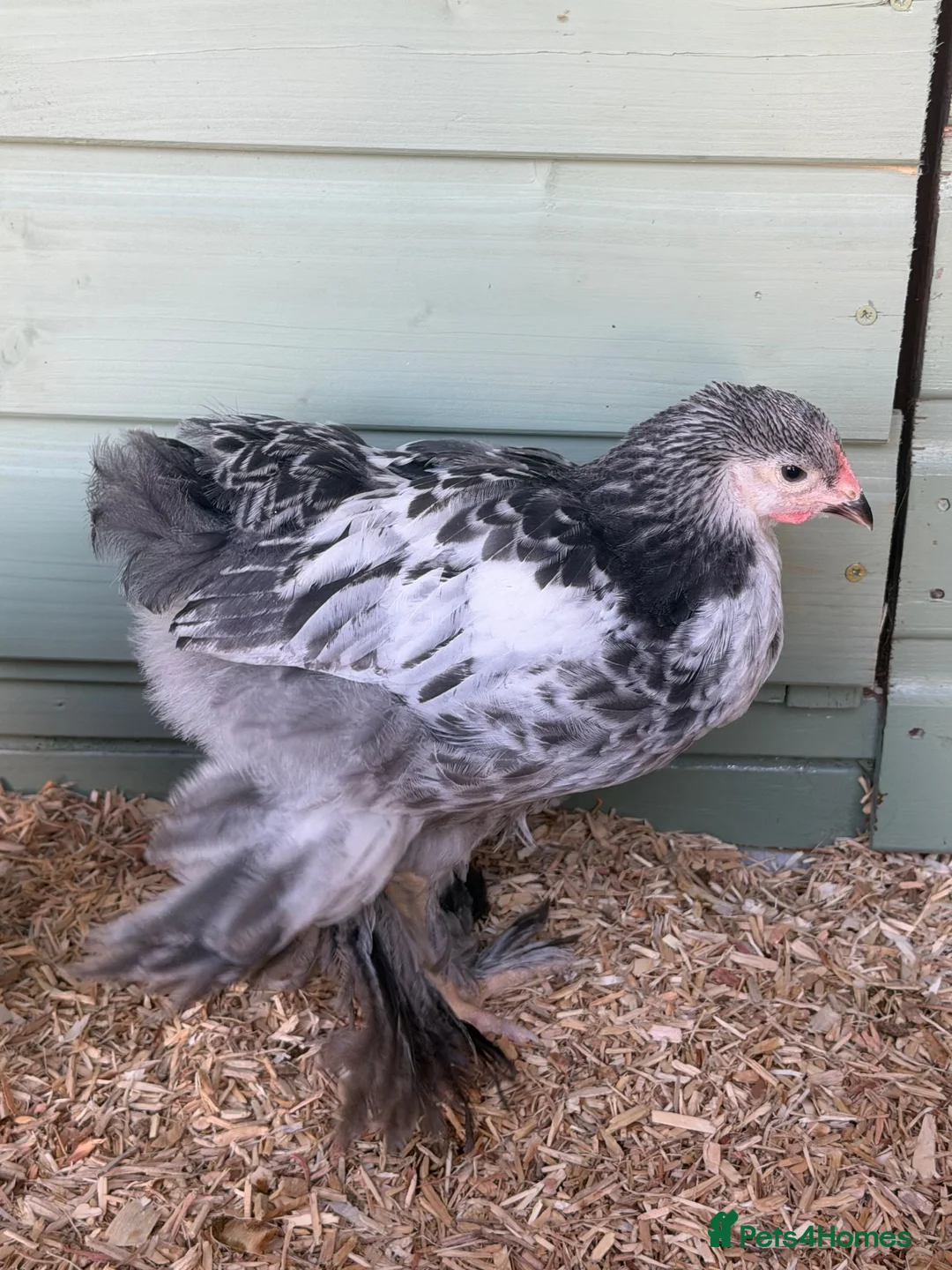 Chickens poultry for sale: Stunning Braham Cockerel - Advert 2