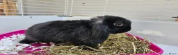 Mini Lop rabbits for sale: Mini lop baby bunnys - Advert 9