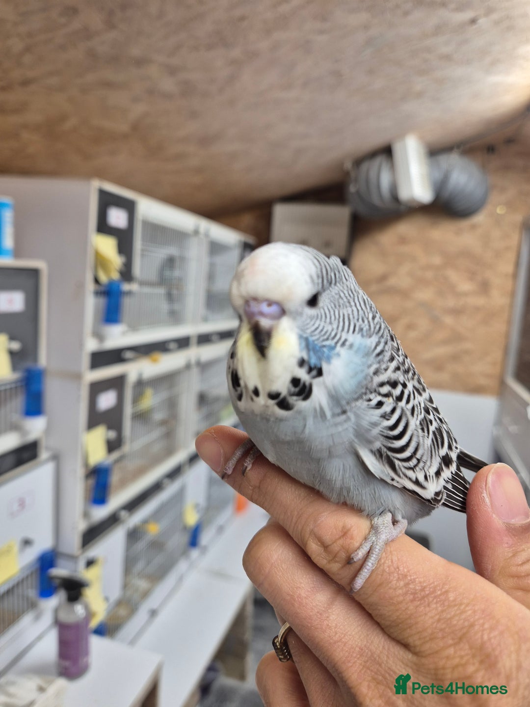 Budgerigars birds for sale: Auction Baby boy tamed - Advert 5