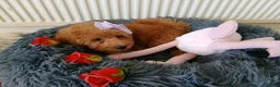 Miniature Poodle dogs for sale: Fox Red and Red puppies Boys and Girls available. - Advert 8