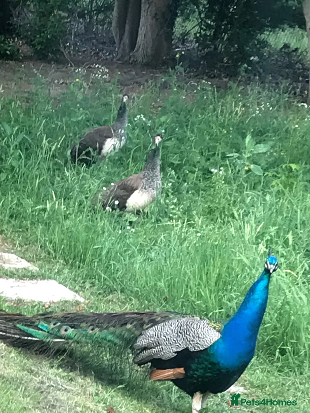 Peafowl poultry for sale: Peefowl in Wisbech - Advert 4