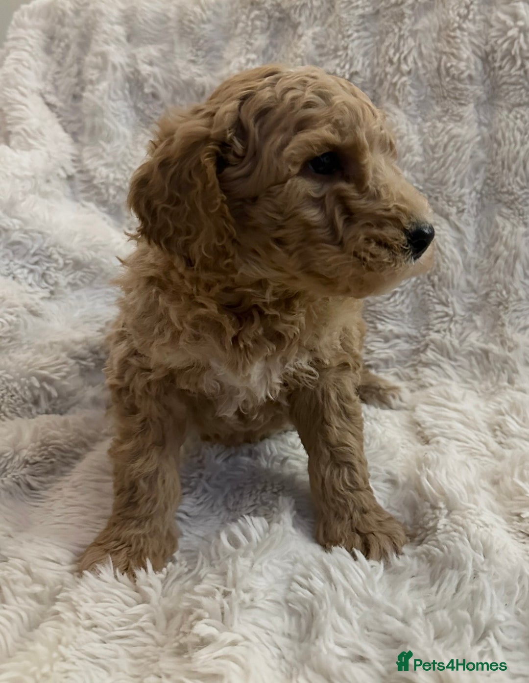 Goldendoodle dogs for sale: Beautiful golden doodles  - Advert 7