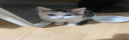 Mixed Breed cats for sale: Fluffy kitten for sale  - Advert 2