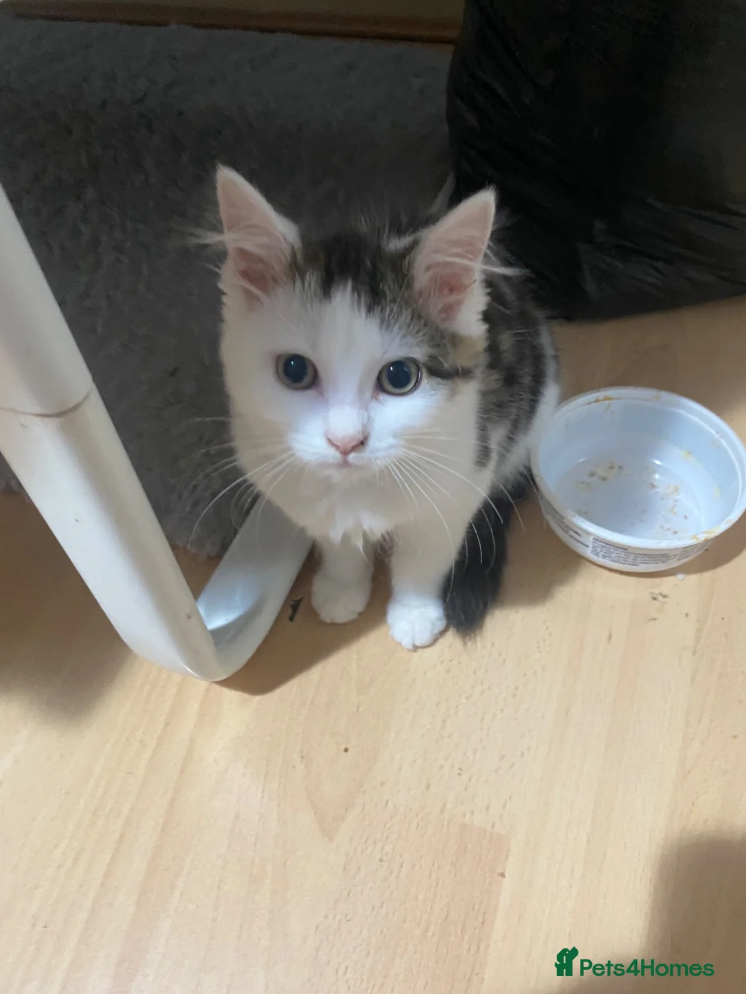 Mixed Breed cats for sale: Fluffy kitten for sale  - Advert 2