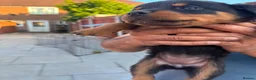 Rottweiler dogs for sale: Fazal  - Advert 2
