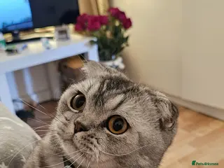 Scottish Fold cats Beautiful Scottish Fold Boy for Rehoming - Advert 2