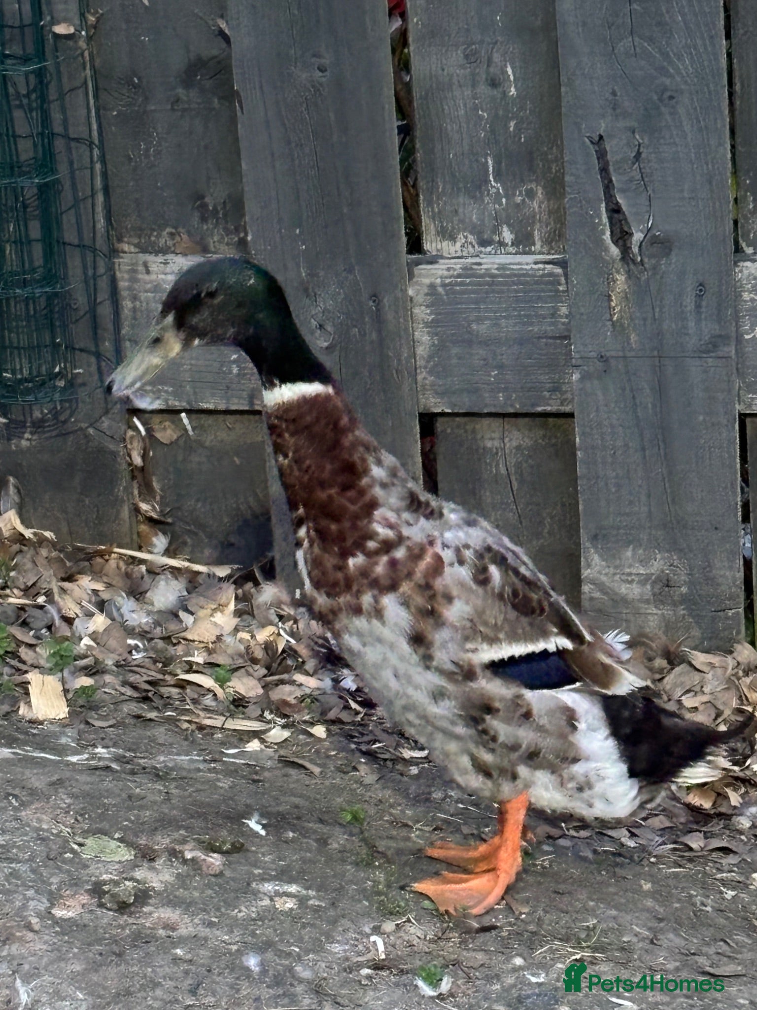 Mixed Breed poultry Appleyard runner drake - Advert 7