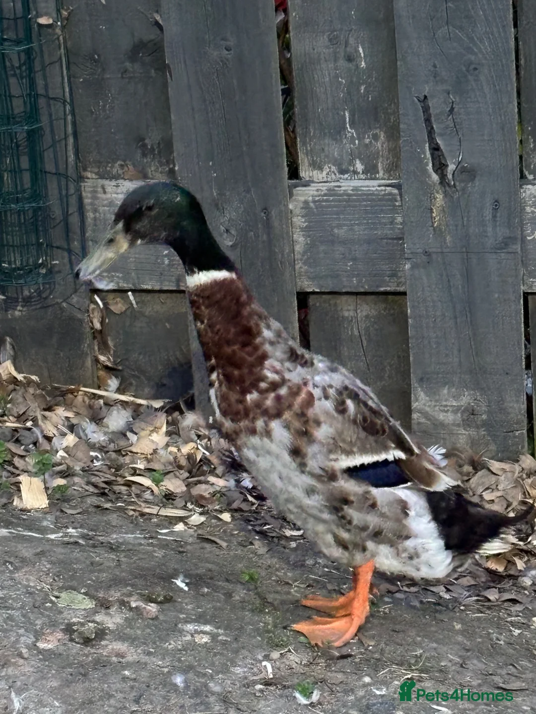 Mixed Breed poultry for sale: Appleyard runner drake in Barnsley - Advert 1