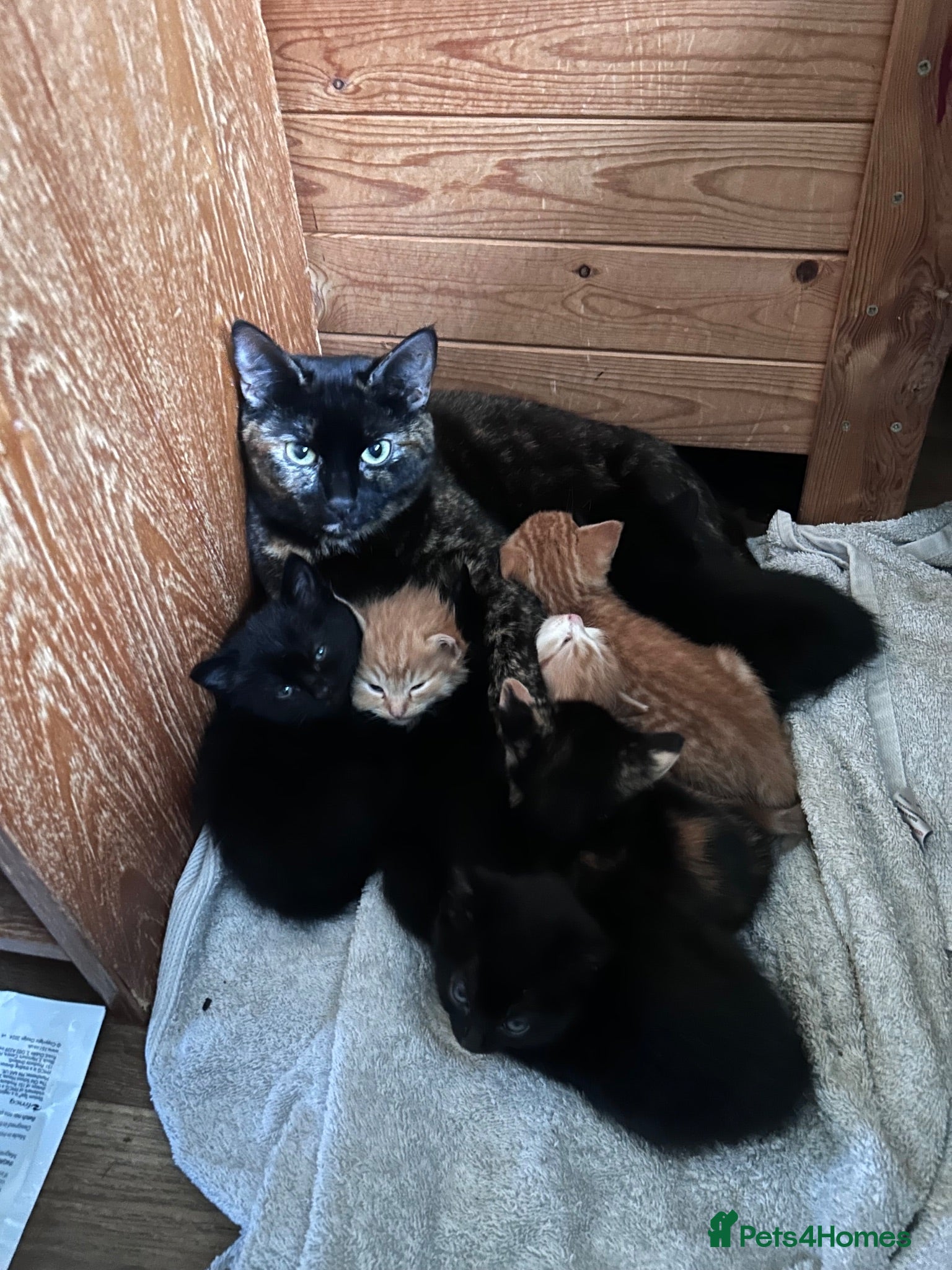 Domestic Shorthair cats 5 beautiful kittens  - Advert 3