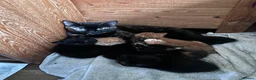 Domestic Shorthair cats for sale: 5 beautiful kittens  in Bromsgrove - Advert 1