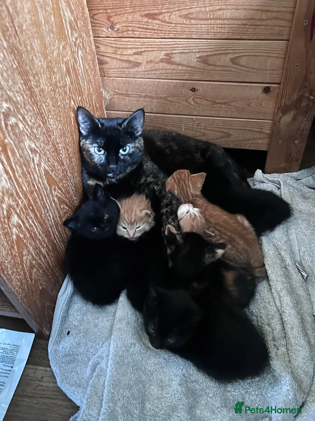 Domestic Shorthair cats for sale: 5 beautiful kittens  in Bromsgrove - Advert 1