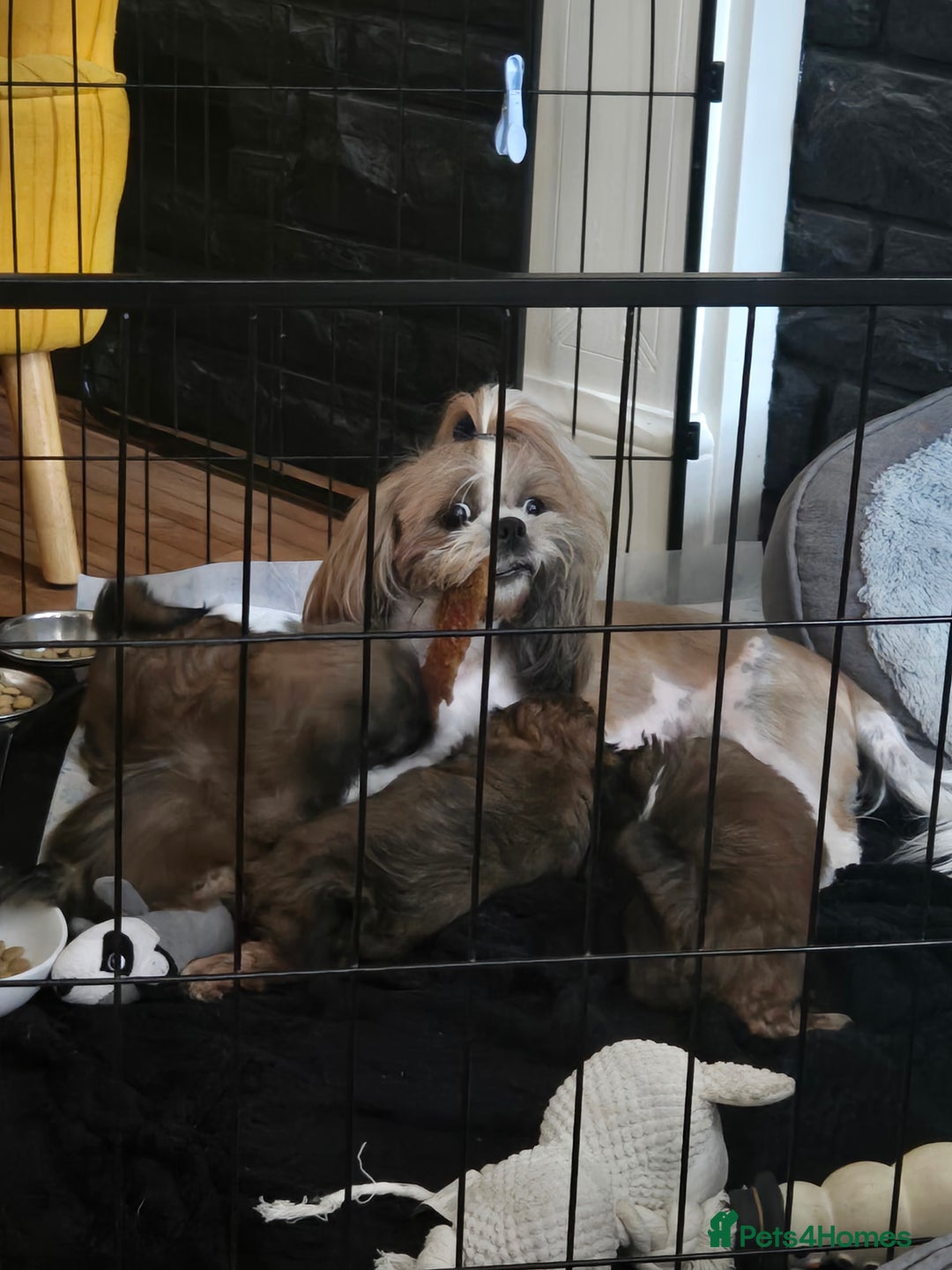 Shih Tzu dogs for sale: Female  - Image 1