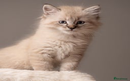 Siberian cats for sale: Beautiful 3 siberian kittens/ boys - Image 1
